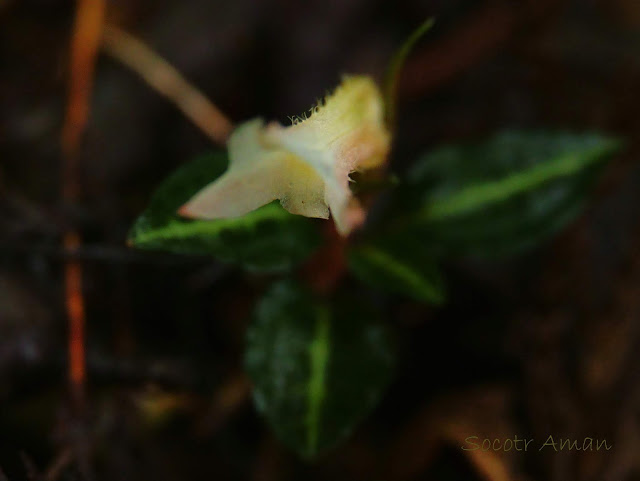 Goodyera biflora