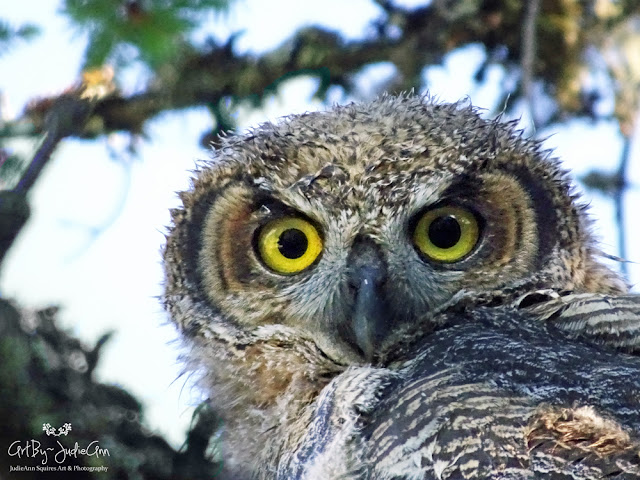 Great Horned Owlet 18 Photos + 3 Videos