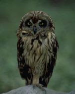 Predators of the Night: An Owl Workshop at Eden Mill Nature Center