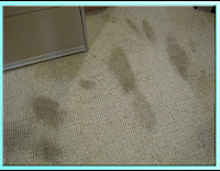 Best Pet Stain Remover