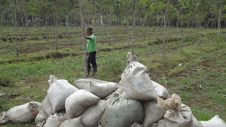 PUPUK DAN PEMUPUKAN