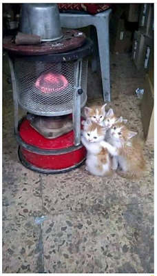 They love warmth