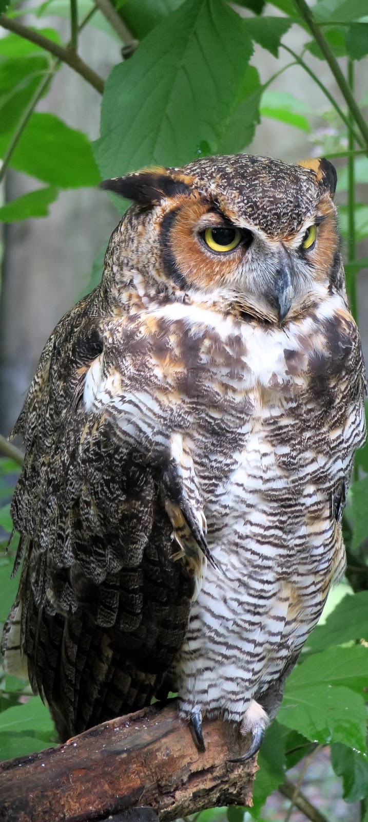 Portrait photo of an owl.