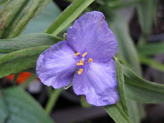 Spiderwort