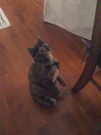 squirrel