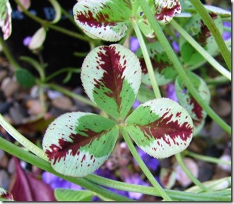 Dragon's Blood Clover1