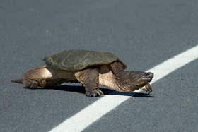 Snapping Turtle crossing city road