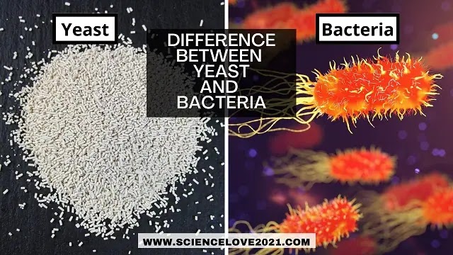 Difference Between Yeast and Bacteria