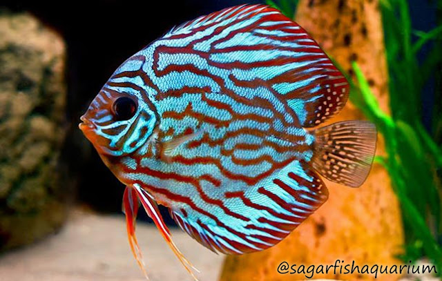 Ikan Discus Yang Mempesona