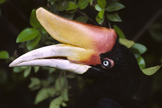 Nusa Penida Bird Sanctuary