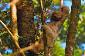 Funny animals of the week - 14 February 2014 (40 pics), sloth relaxing in the tree