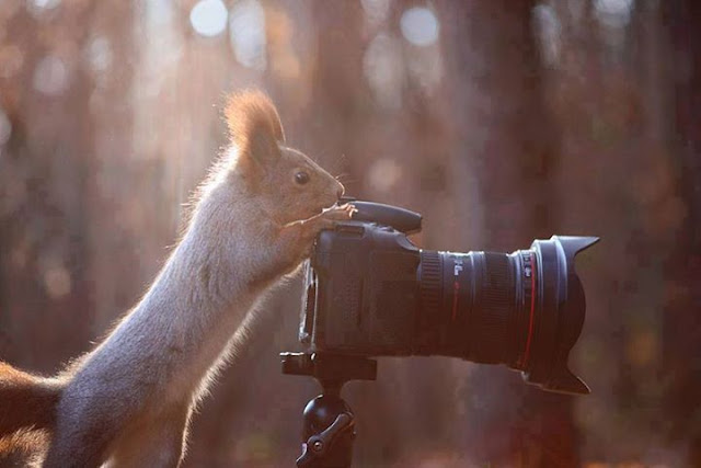 Photography, The moments of squirrel filming  