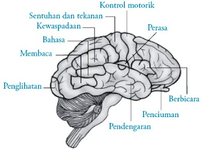 Pada bab depan otak insan terdapat bab Pintar Pelajaran Otak Depan (Prosensefalon) : Struktur Fungsi Bagian