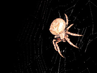 Spider Wallpapers