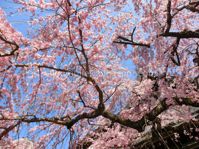 Japan cherry blossoms