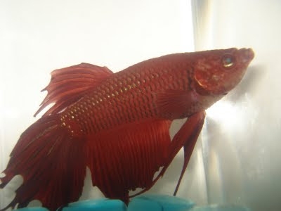 betta splenden