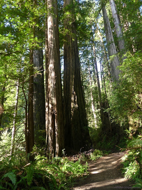 01: big trees beside a well used trail