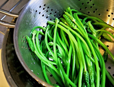 ornithogales, asperges des bois 