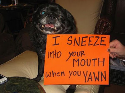 Funny Dog Humor : I love it when you yawn?