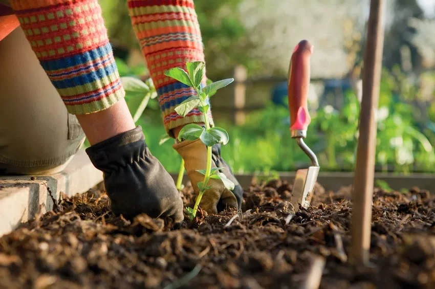 Tips for Gardening in an Arid Climate