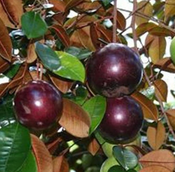 jual pohon bibit kenitu ungu cepat berbuah makassar Sulawesi Utara