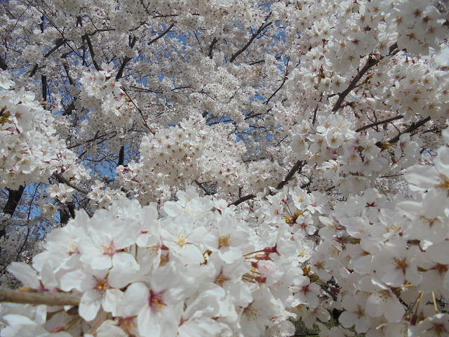 こんな美しい桜はわたくしは見るのは初めてです