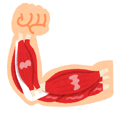 腕の筋肉のイラスト かわいいフリー素材集 いらすとや