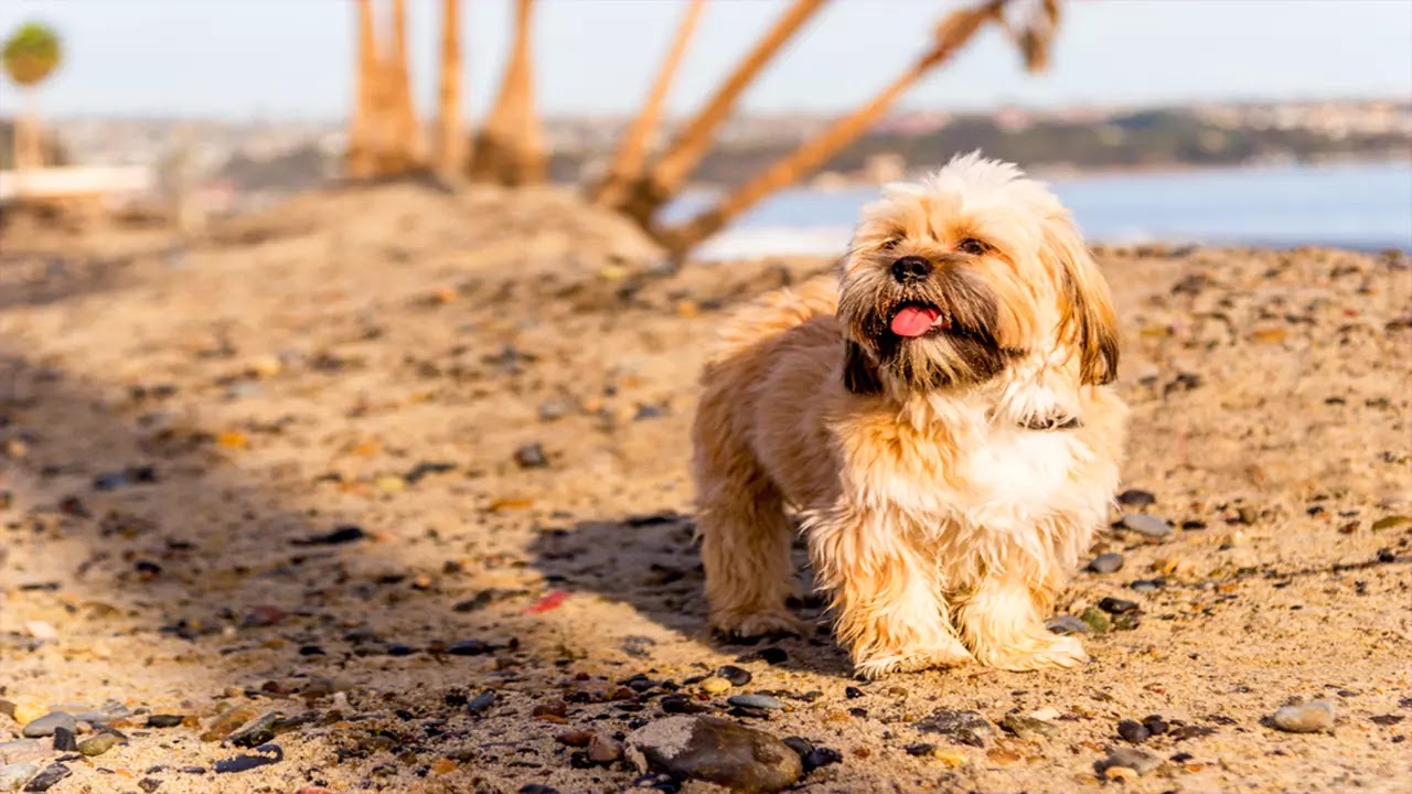 Lhassa Apso Lhassa Chien Caractere Sante Prix Elevage