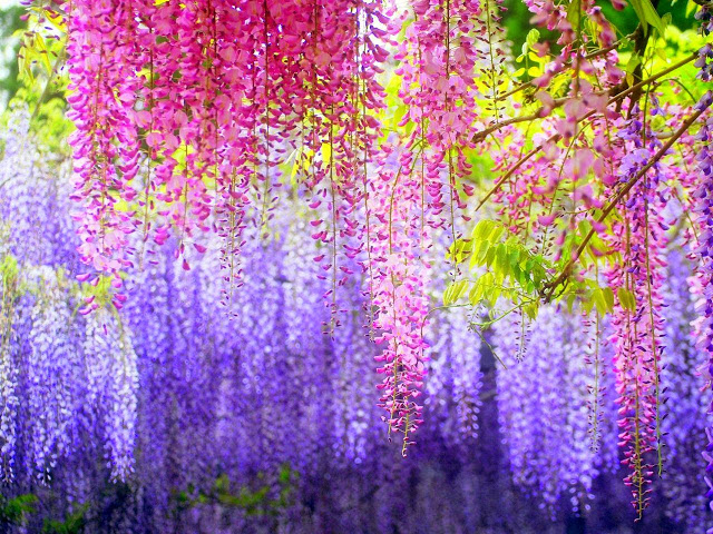 Mùa xuân đến Nhật Bản ngắm sắc hoa tử đằng