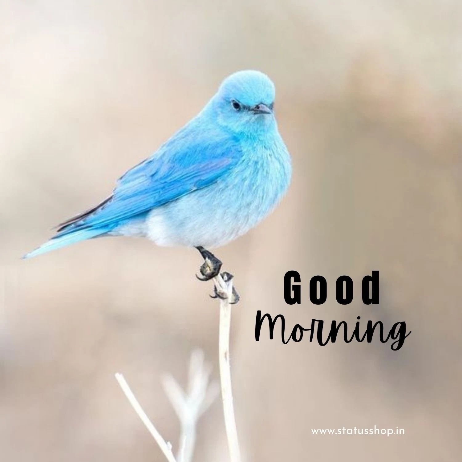 New-Good-Morning-Wishes
