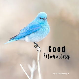 New-Good-Morning-Wishes