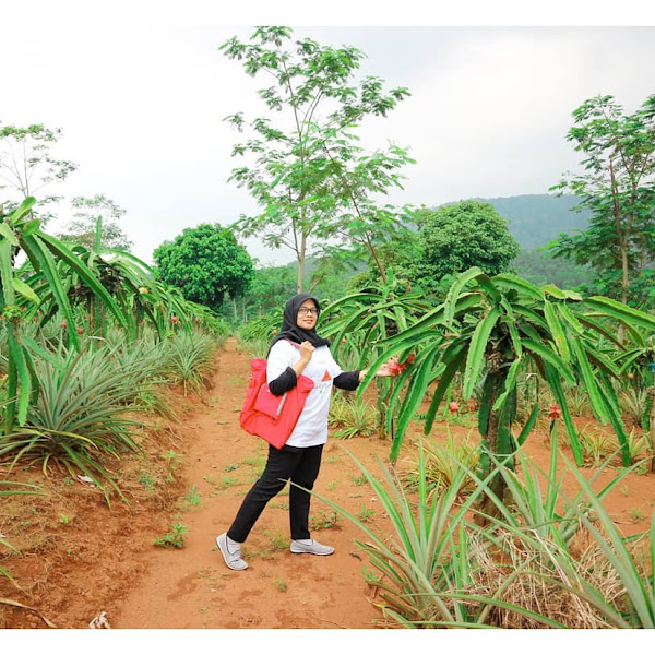 Keseruan Memetik Buah Naga di Kebun Indonesia Berdaya 