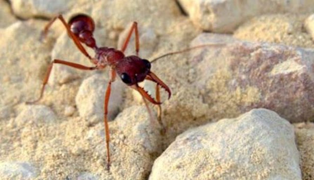 Berikut Lima Jenis Semut Paling Berbahaya Di Seluruh Dunia