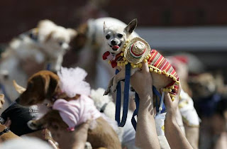 Chihuahua invasion at Cinco de Mayo Chihuahua parade