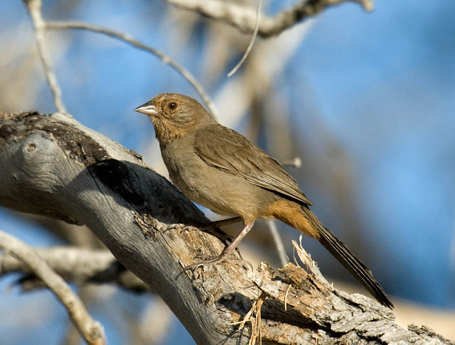 California Towhee