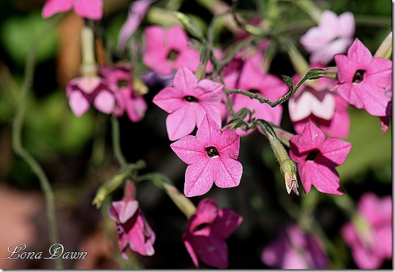 FPC_Nicotiana2