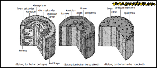 Fungsi Batang, Struktur Batang, Fungsi Batang Tumbuhan, Struktur Batang Tumbuhan, Struktur Luar Batang, Struktur Dalam Batang, Batang Tumbuhan Herba, Batang Tumbuhan Kayu, Batang Dikotil, Batang Monokotil,