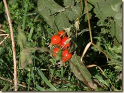 P8028939