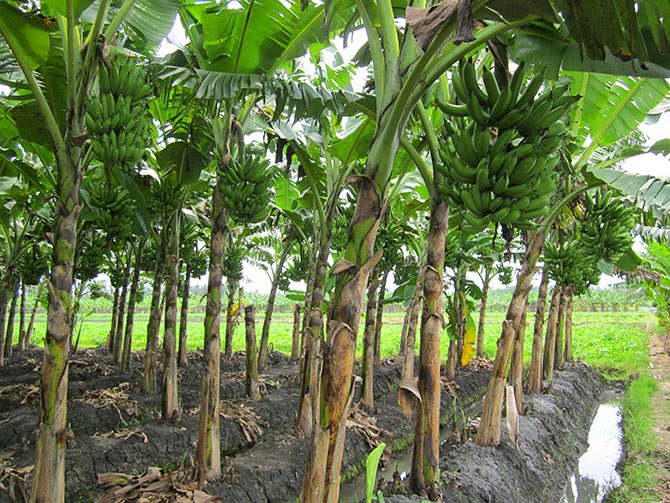 23+ Cara Membuat Gambar Pohon Pisang