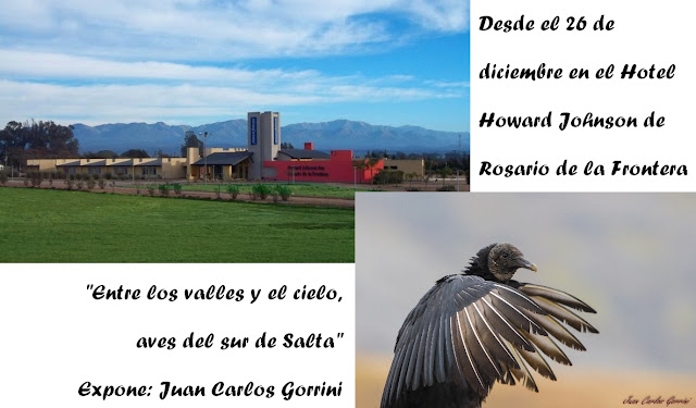 aves, Salta, avistaje, Rosario de la Frontera