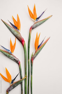 A ave-do-paraíso é uma flor exótica e encantadora, conhecida por suas cores vibrantes e formas únicas. Ela é originária das regiões tropicais da África do Sul e se tornou uma queridinha entre os jardineiros que buscam adicionar um toque de exuberância ao seu espaço verde.