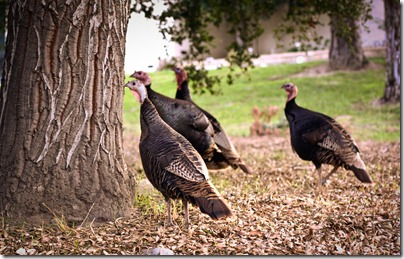 turkeys (1 of 1)