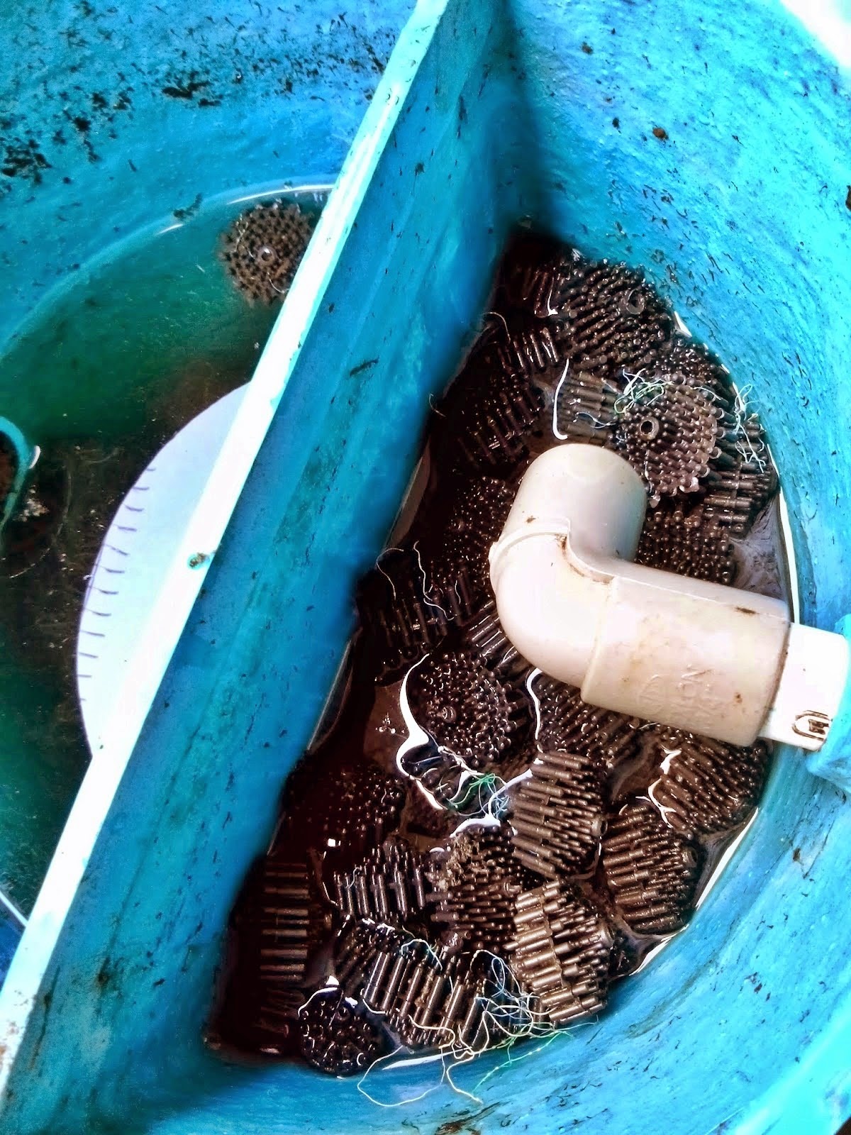 Membuat Filter Kolam Ikan Koi - Dunia Akuarium