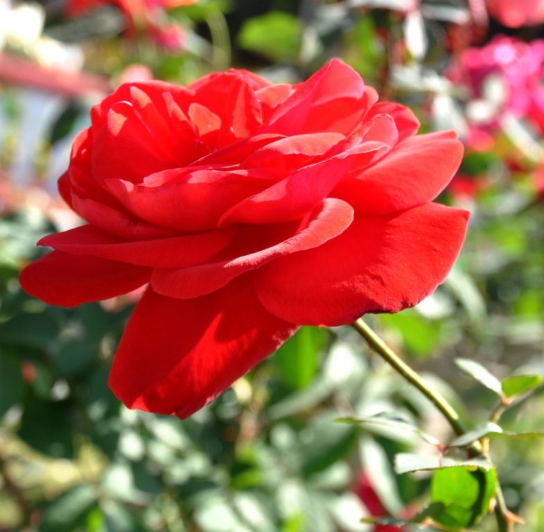 wallpaper red rose. Red Rose Wallpaper,