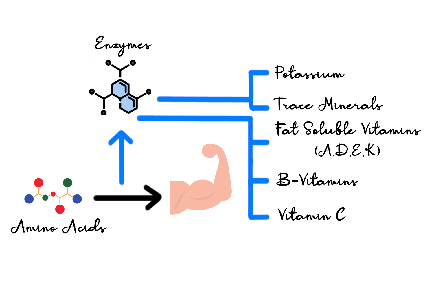 Key Nutrients that makes Muscle Grow | Gain Muscles Mass fast and Naturally (This stimulates muscle growth)