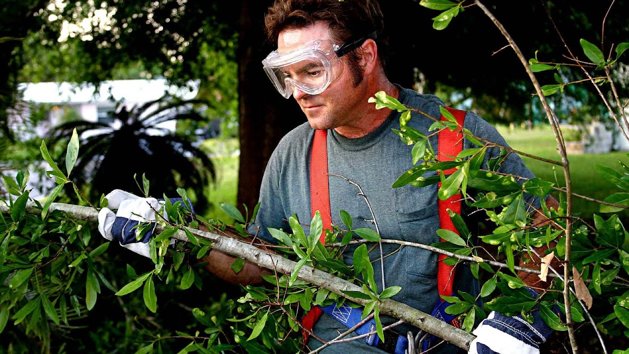 Does Homeowners Insurance Cover Tree Removal After Storm