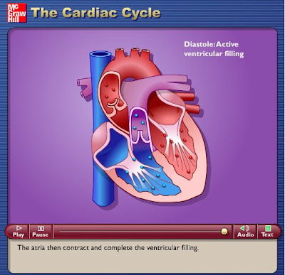 circulatory system. circulatory system pictures.