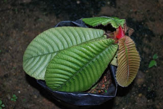 Variety of Plants.: Khasiat Herba Tutup Bumi - Cara 