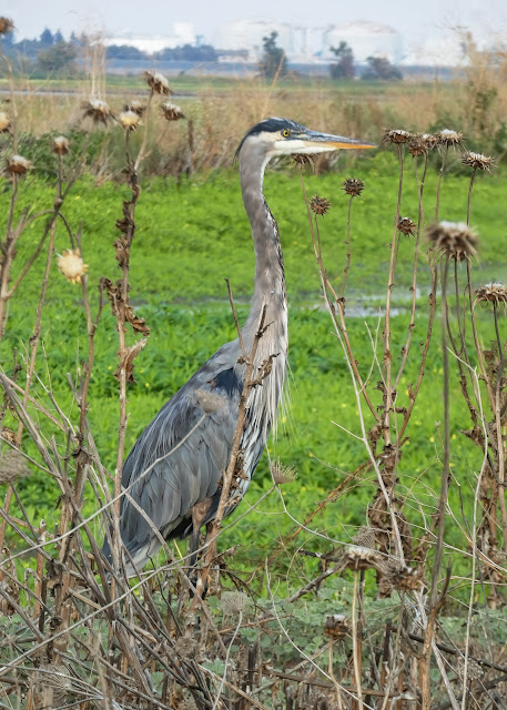 Great Blue Herons at Vic Fazio Wildlife Refuge Yolo Basin California