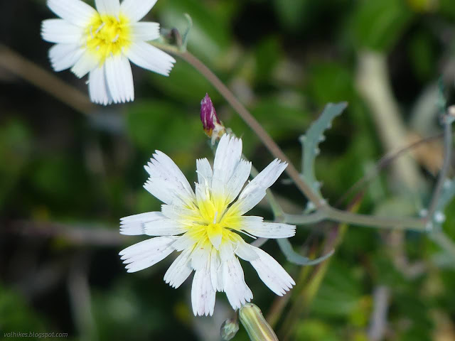 07: little flowers of white